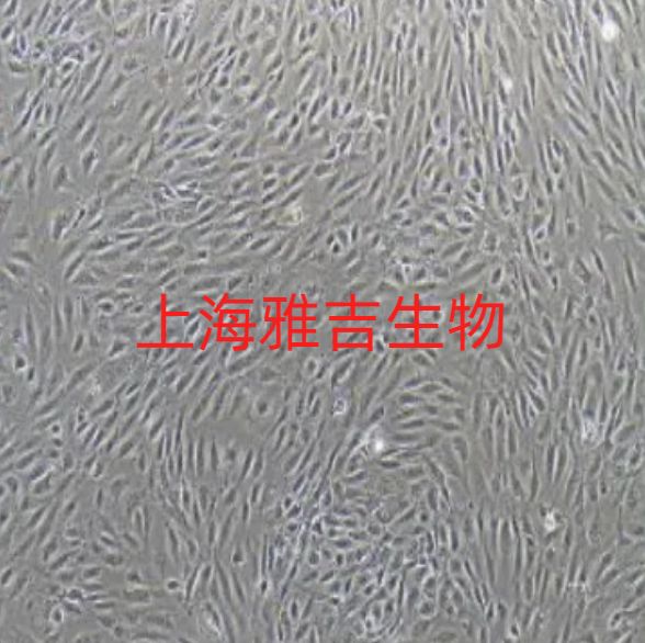 人卵巢癌细胞；CoC1（STR）