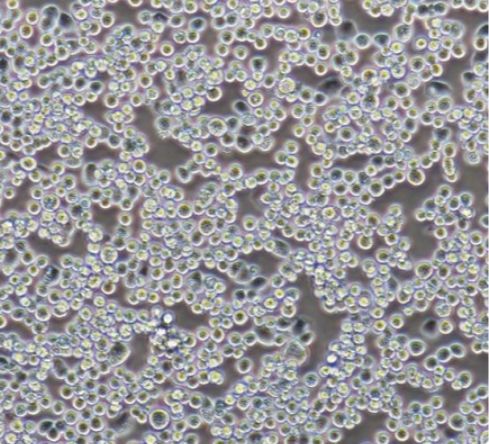 人结肠癌细胞；CW2（STR）