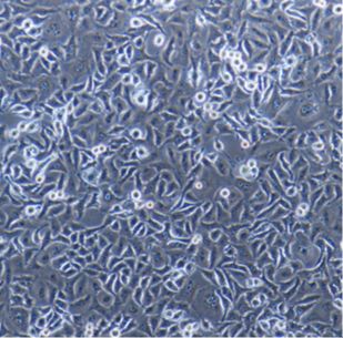 人前列腺癌细胞DU145（文献引用产品）
