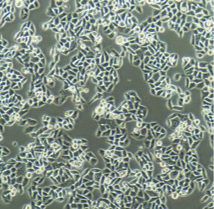 人胃黏膜上皮细胞GES1（文献引用产品）