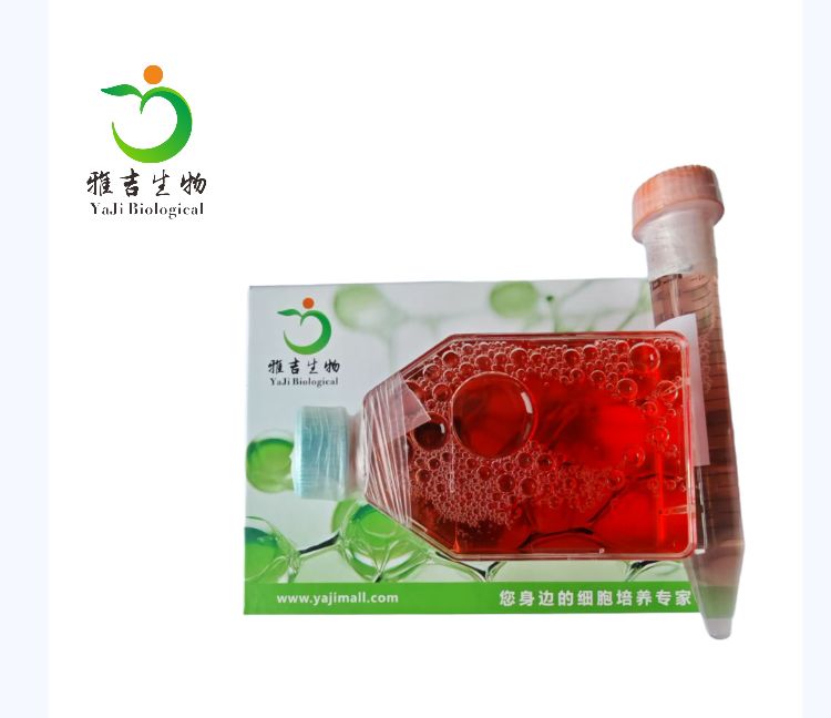 人红白细胞白血病细胞；HEL（STR）