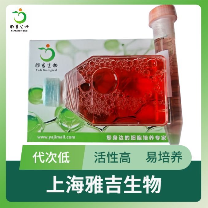 人肝癌细胞（母细胞）HepG2（STR）