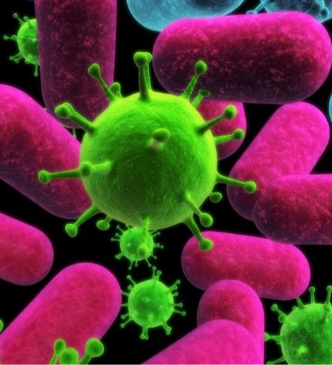 人肾上腺皮质细腺癌细胞NCIH295R（STR）