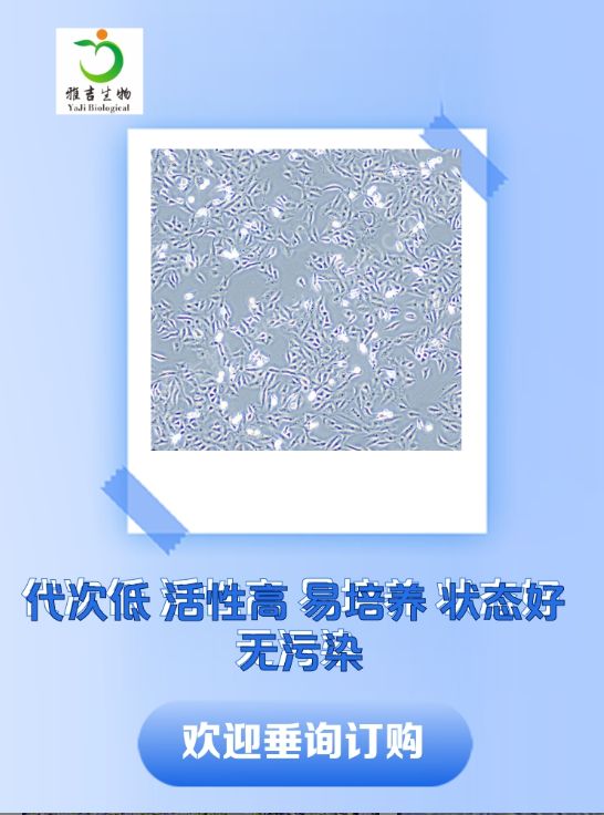 人皮肤成纤维细胞HFF1（STR）