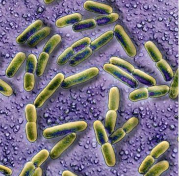 Kushneria indalinina