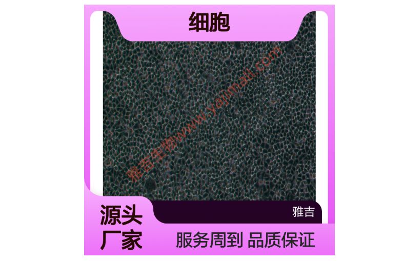 人肺鳞癌细胞；Calu1