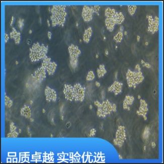 人肾上皮细胞HKb20（STR）