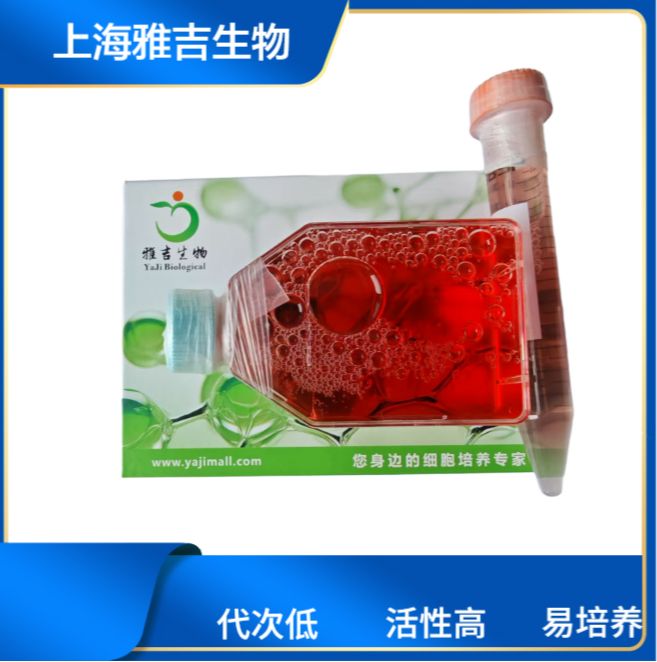 人原髓细胞白血病细胞HL-60（文献引用产品）
