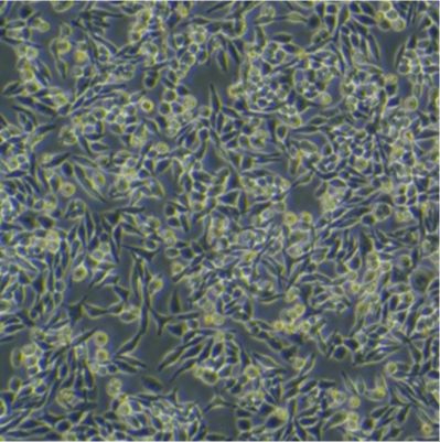 人原髓细胞白血病细胞HL-60（文献引用产品）