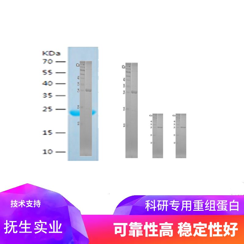 Recombinant Human ARL2