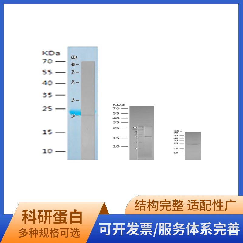 Recombinant Human CD44