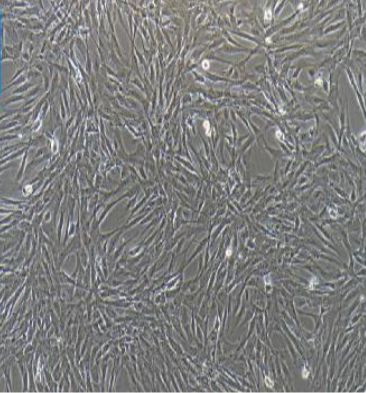 人胎盘绒毛癌细胞JAR