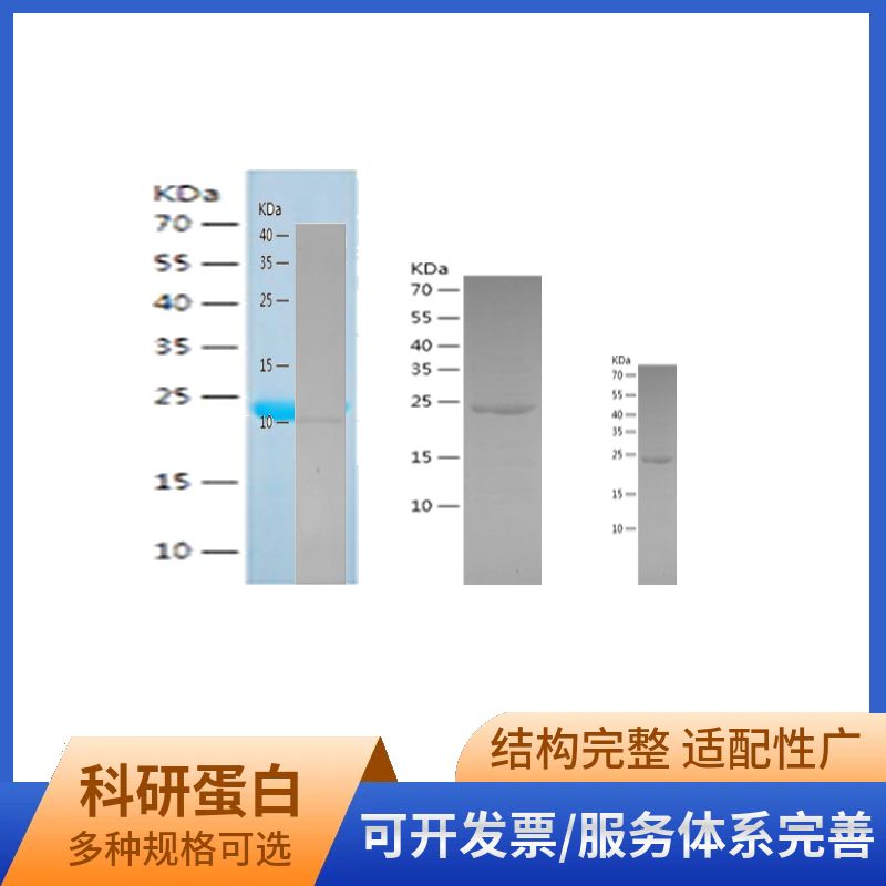 Recombinant Human BMP15