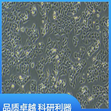 人胰腺癌细胞JF305