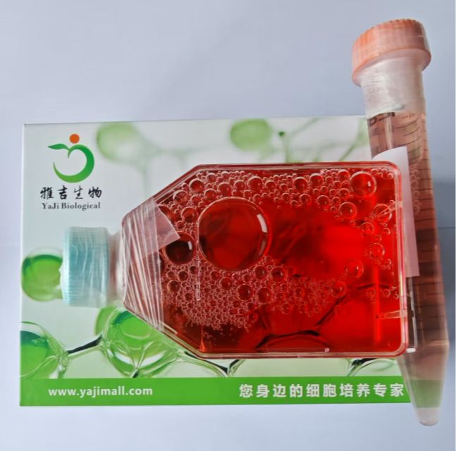 人急性髓性白血病细胞KG1A（STR）