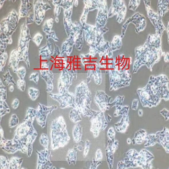 人乳腺上皮细胞MCF10A（STR）