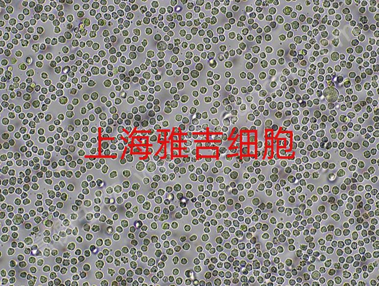 人乳腺癌细胞（三阴性）MDAKB2