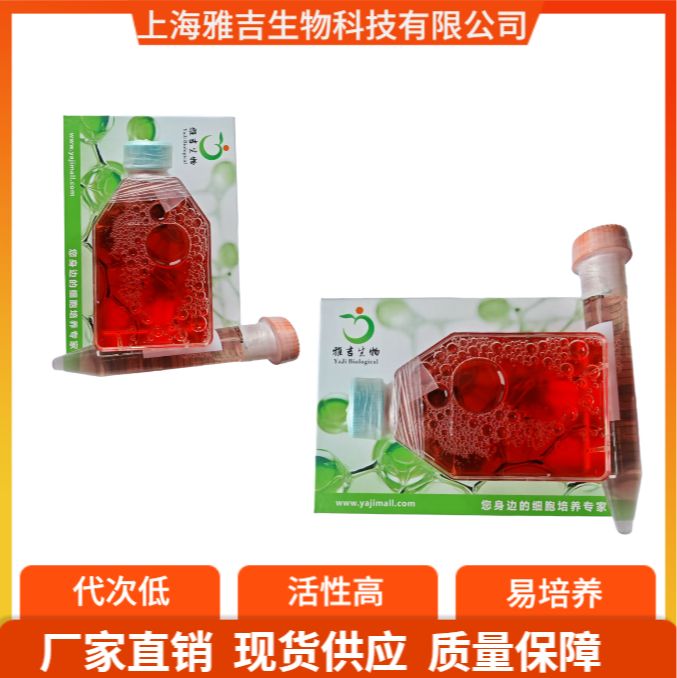 人巨核细胞白血病细胞MEG01（STR）