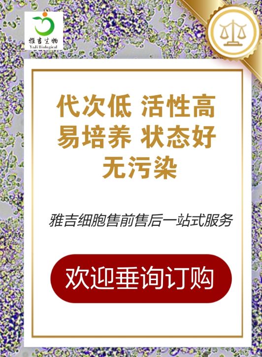 ES2人卵巢透明细胞癌细胞（STR）