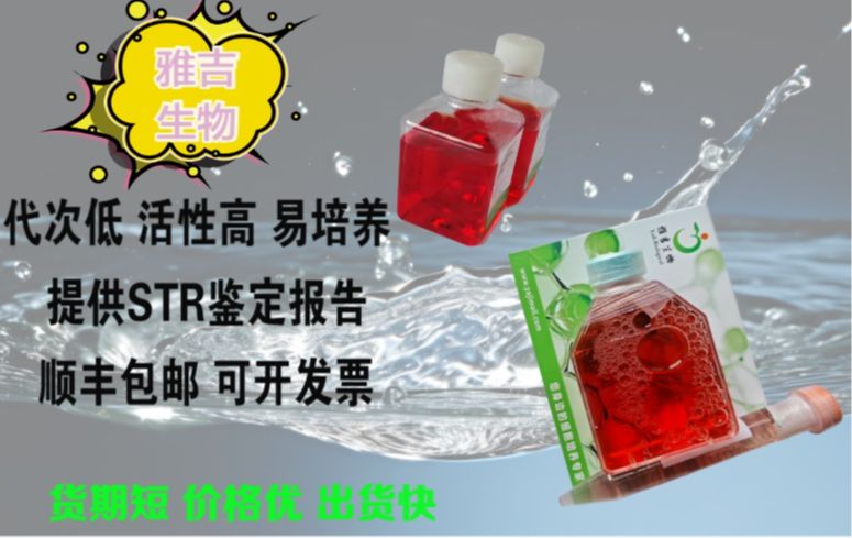 人急性淋巴母细胞白血病细胞MOLT4（STR）