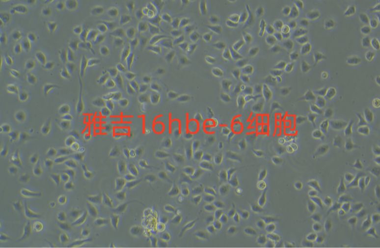 人慢性骨髓单核细胞性白血病MV411