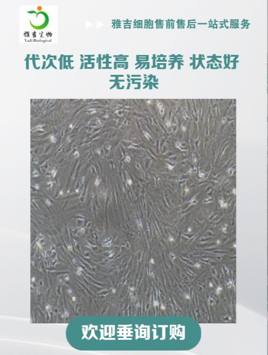 人非小细胞肺癌细胞；NCIH1299（STR）