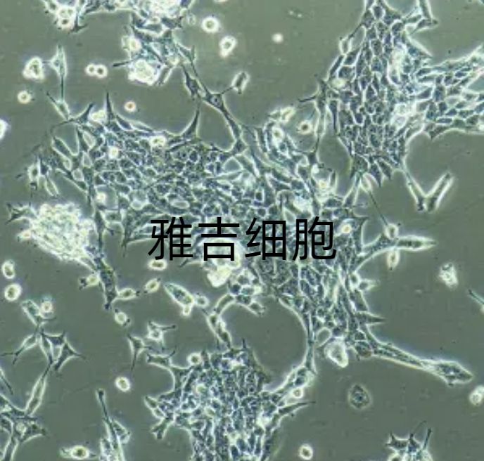 人肺腺癌细胞NCIH1395（STR）