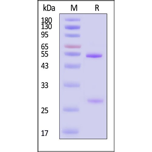 单克隆Anti-AAV9抗体-ACROBiosystems百普赛斯