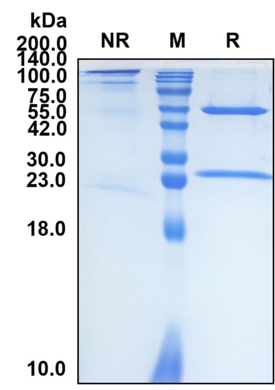 (Coprelotamab)Biosimilar Reference Antibody-GS40147