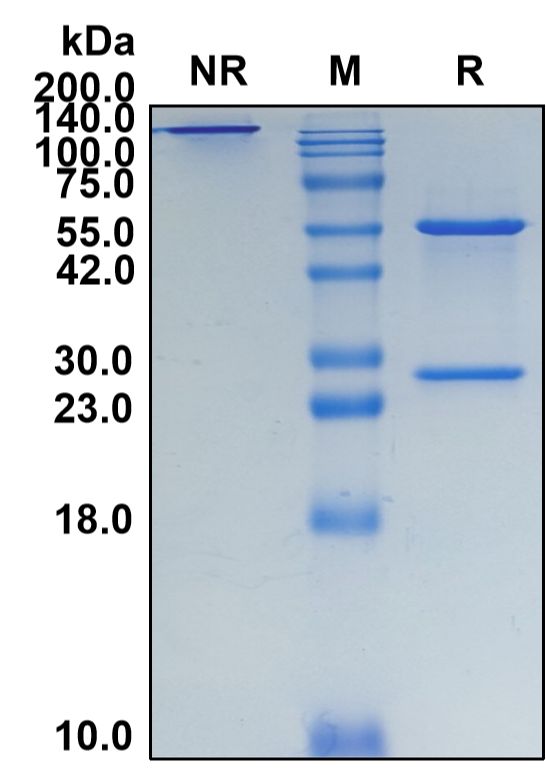 (Dacetuzumab)Biosimilar Reference Antibody-GS40159