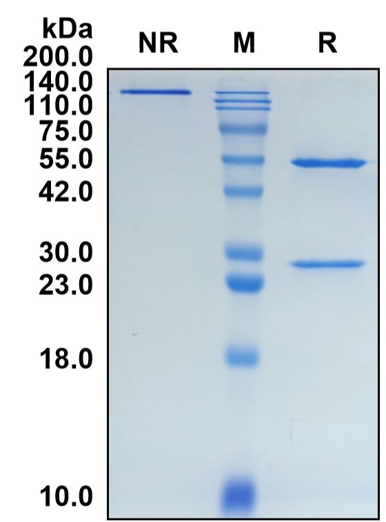 (Favezelimab)Biosimilar Reference Antibody-GS40260