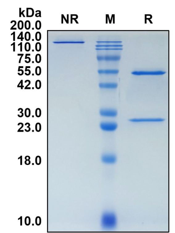 (Feladilimab)Biosimilar Reference Antibody-GS40261