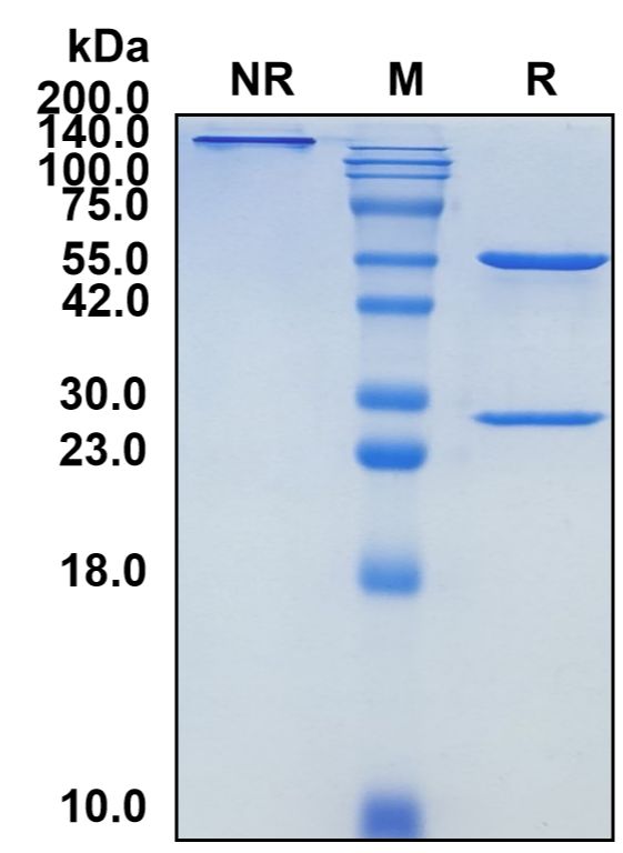 Biosimilar Reference Antibody-GS40400