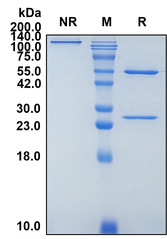 (Losatuxizumab)Biosimilar Reference Antibody-GS40404