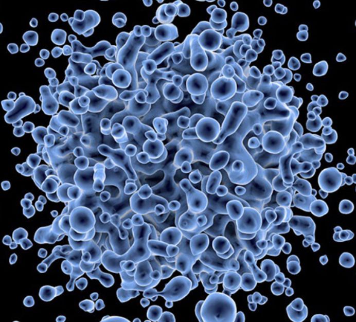 人非小细胞肺癌细胞/巨细胞肺癌NCIH2126（STR）