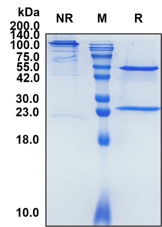 (Lucatumumab)Biosimilar Reference Antibody-GS40405