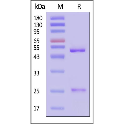 单克隆Anti-Tau抗体-ACROBiosystems百普赛斯