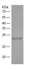 Recombinant Human ADPRHL1.jpg