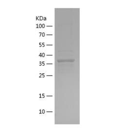 Recombinant Human AFM.png