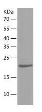 Recombinant Human AGBL2.jpg