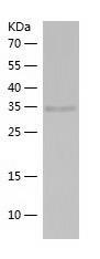 Recombinant Human AHSA2.jpg