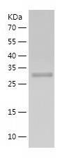 Recombinant Human AIP.jpg