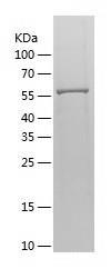 Recombinant Human AK5.jpg