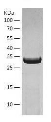 Recombinant Human AKR7A3.jpg