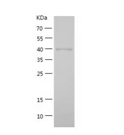 Recombinant Human Alcohol Dehydrogenase.png