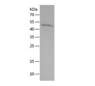 Recombinant Human ADAMTSL3.png