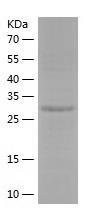 Recombinant Human ALKBH2.jpg