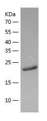 Recombinant Human ANAPC2.jpg