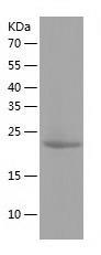 Recombinant Human ANKDD1A.jpg