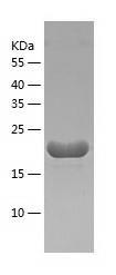 Recombinant Human AP3S1.jpg